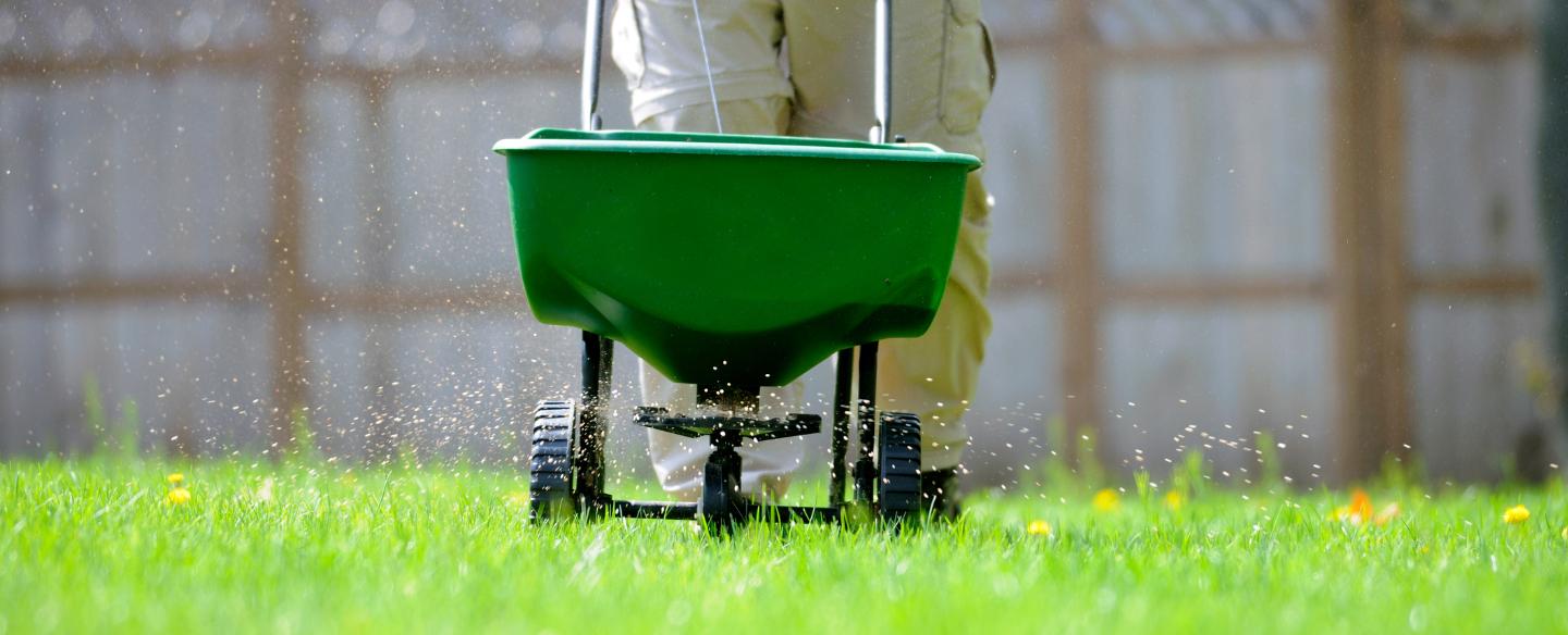 fertilizing the lawn lexington sc