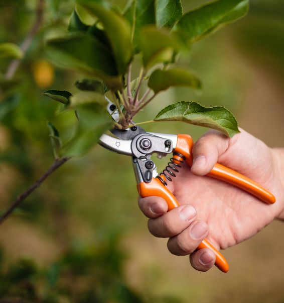 gardener pruning trees with pruning shears 2 lexington sc