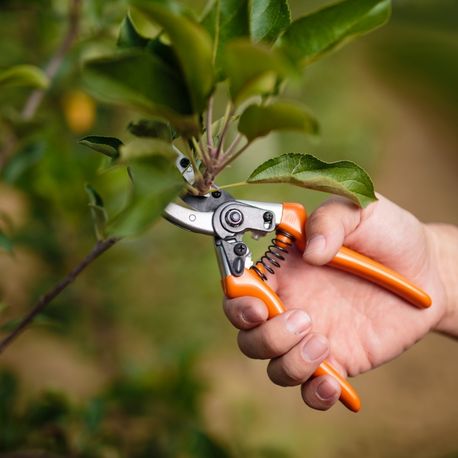 gardener pruning trees with pruning shears lexington sc