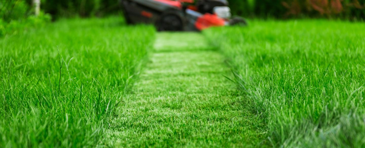 lawn mower cutting tall green grass lexington sc